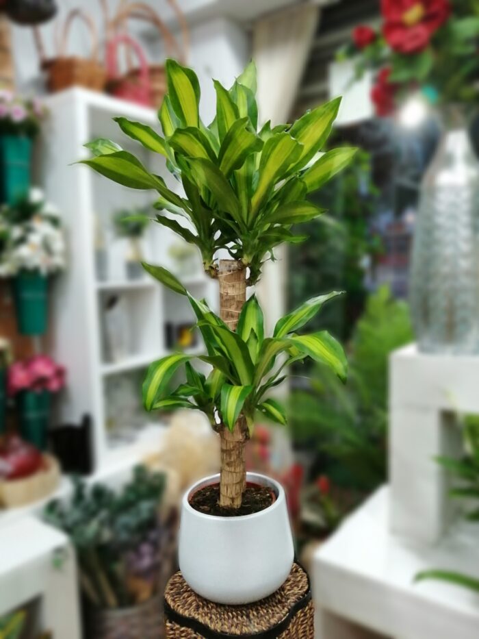 Planta "Dracena Massangeana" con Cerámica