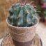 Cactus para el Día del Padre en Málaga - Originalidad y estilo en un regalo único