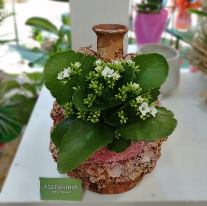 Ánfora Marina con Kalanchoe (Colores variados) "La Palma"
