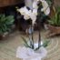 Plantas para el Día del Padre en Málaga - Regalos naturales y elegantes para papá
