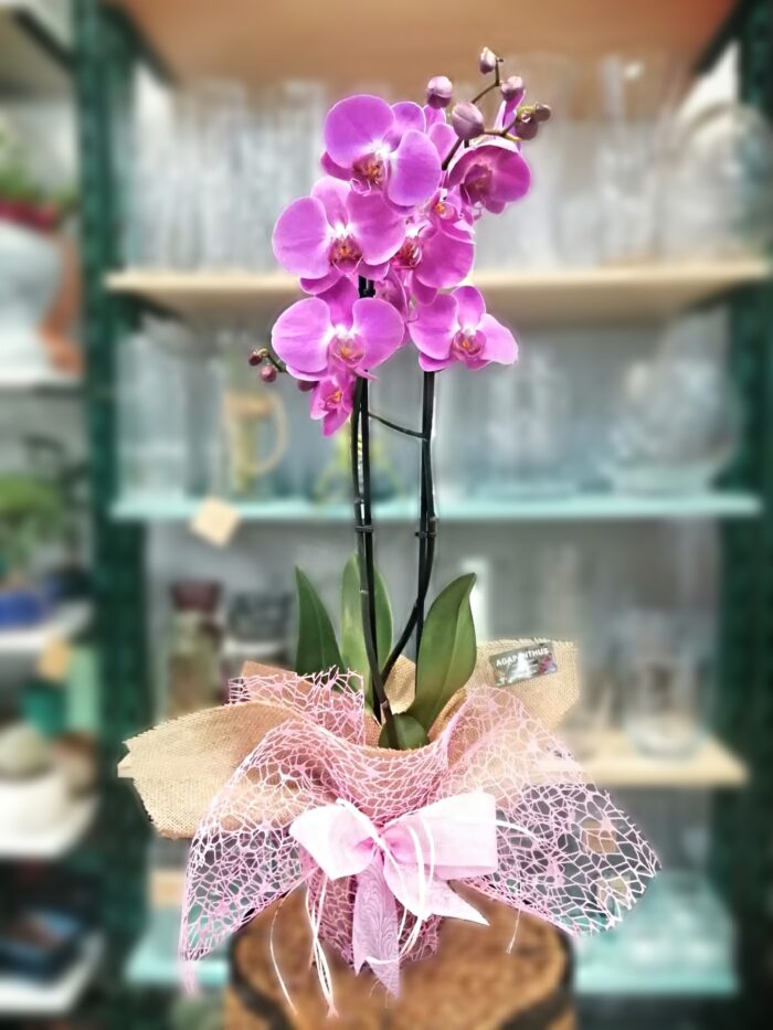 Detalles únicos para el Día de la Mujer en Málaga - Floristería Agapanthus