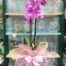 Regalo para el Día de la Mujer en Málaga - Floristería Agapanthus