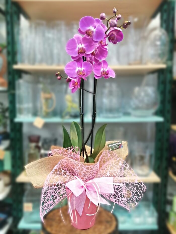 Regalo para el Día de la Mujer en Málaga - Floristería Agapanthus