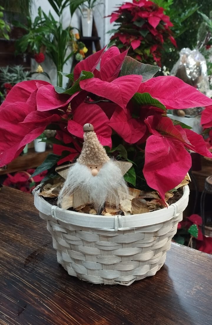 Pascuero Pequeño en Mimbre "Papá Noel"