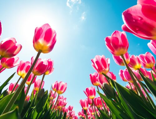 Bienvenidos a la Primavera en Málaga: Celebrando la Belleza de la Naturaleza en Nuestra Floristería