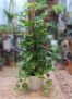 Planta Pothos en Cubremaceta Guadalmedina – Regalos originales para San Valentín