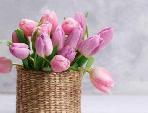 Las Flores y Plantas Imprescindibles para esta Primavera
